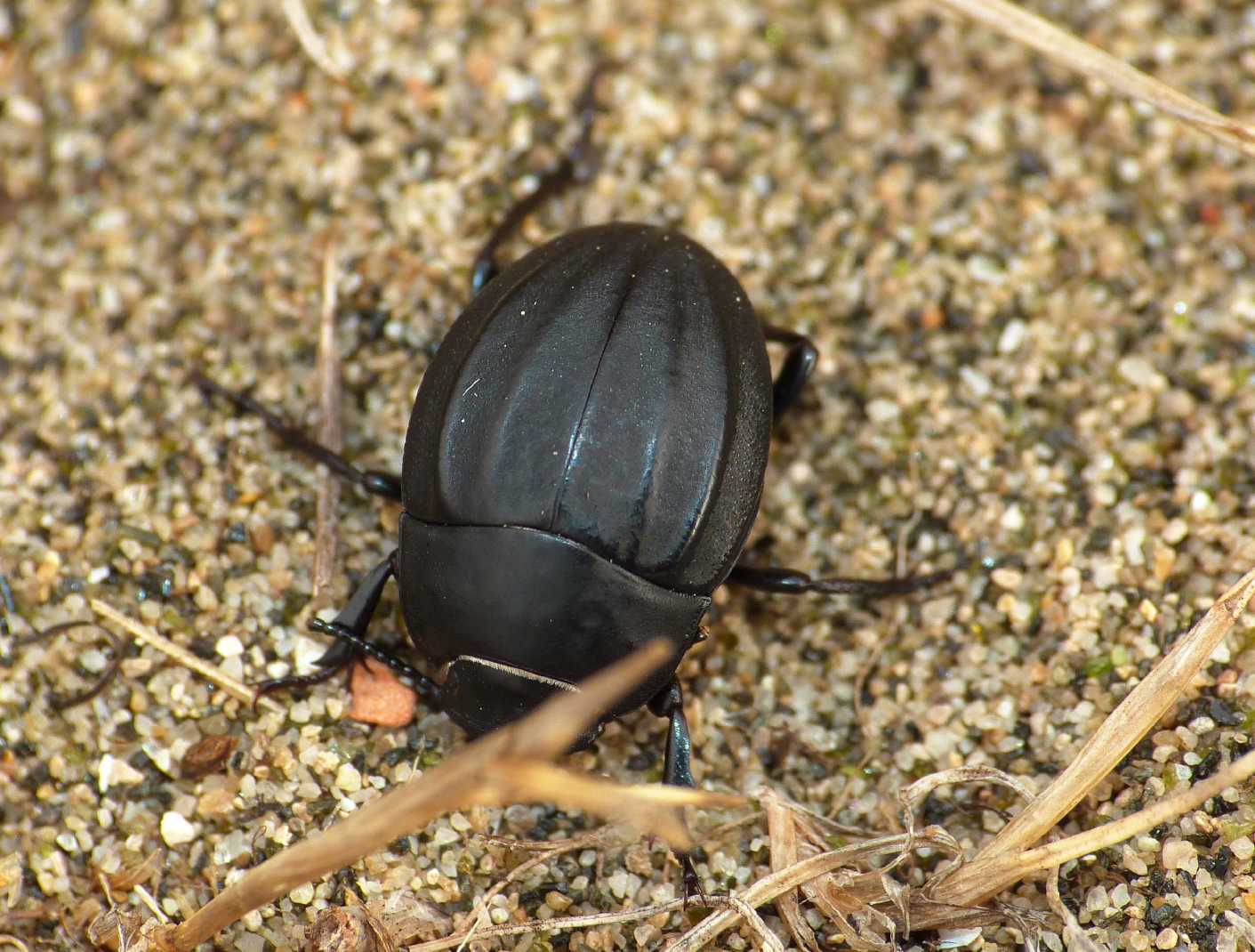 Erodius sp. simpatico animaletto